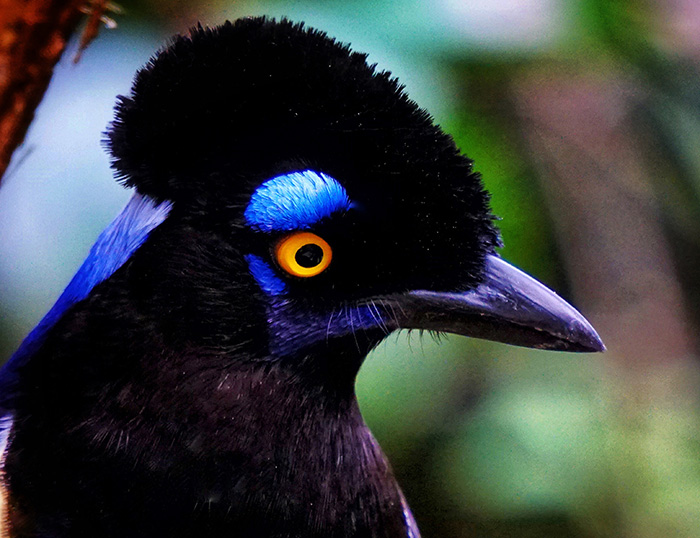 Destello azul de la selva