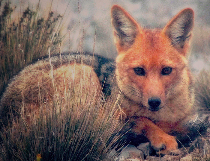 Guardián del páramo